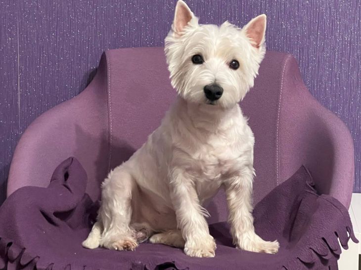 How to remove fur and hair from any surface: no need for a vacuum cleaner dog