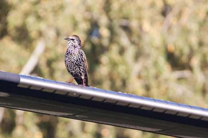 Folk omens for September 30, 2024: what does the behavior of birds indicate a bird