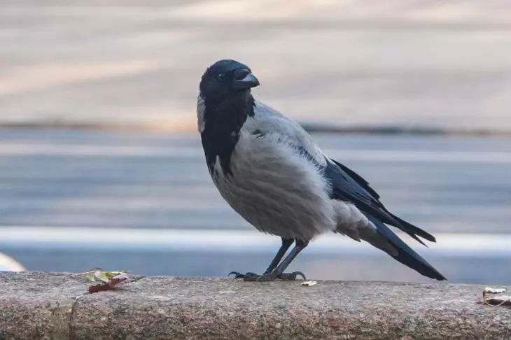 Revenge: Ornithologist Explains Why Crows Crashed Dozens of Cars with Stones in Moscow Region a bird