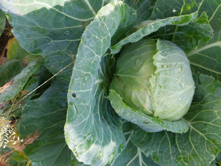 Why Cabbage Doesn't Form Heads: Every Second Person Faces These Problems cabbage
