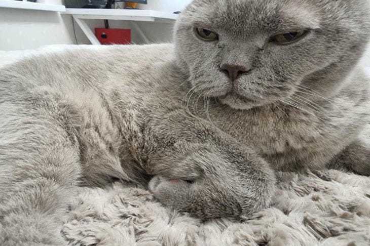 How to Understand That a Cat Doesn't Like You: Deciphering Secret Signals from a Furry Enemy cat