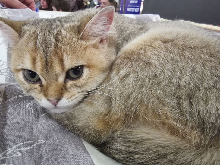 How to Train a Cat: Tips for Patient Owners cat