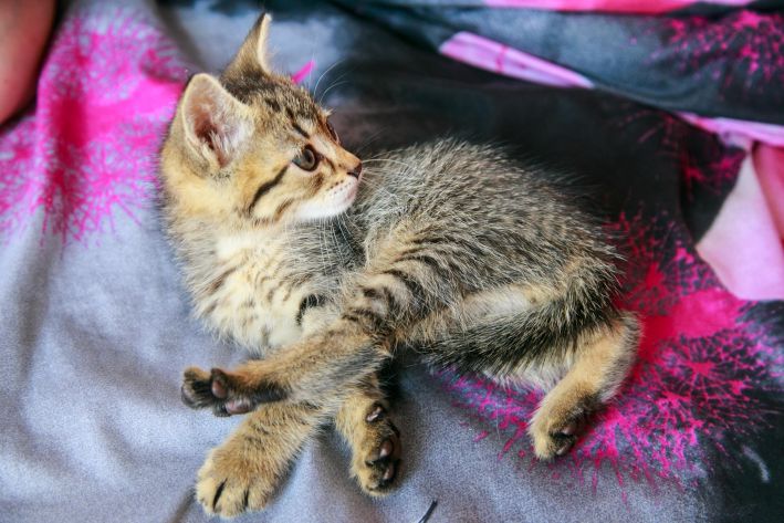 How to Train a Kitten to Be Handled: 5 Tips That Work kitty