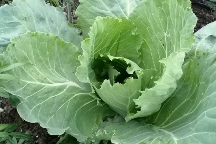Cabbage without heads: we understand the reasons and save the harvest cabbage