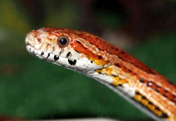 Snake Found in Car Sharing Vehicle in Moscow position