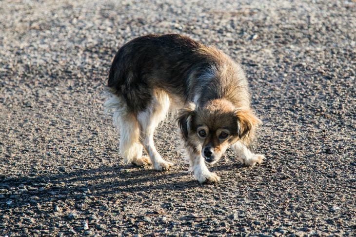 How to stop a dog from running after a bike: proven methods for retraining a four-legged racer dog