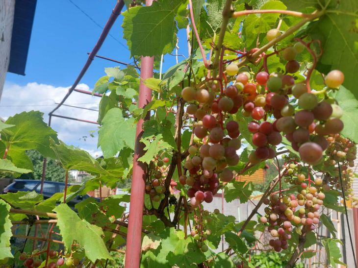 Pashinyan: words about Armenian cognac make me smile grape