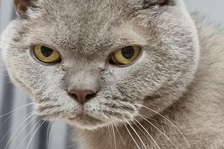 How British cats choose their owners: the secret code of feline affection revealed cat