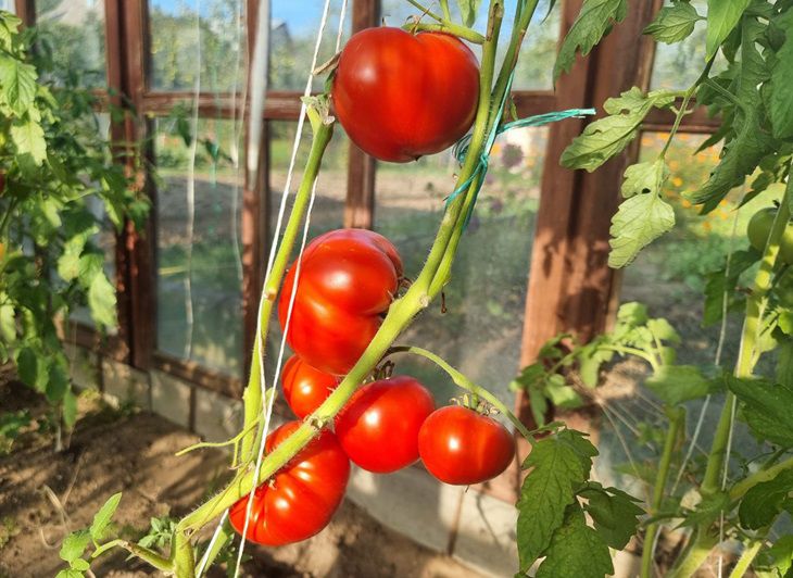 These tomato varieties are real champions in taste Tomatoes
