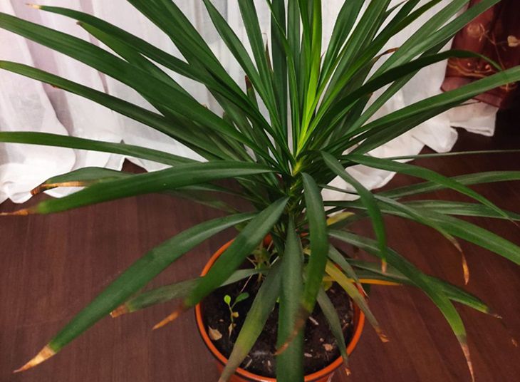 Why do the tips of indoor plant leaves dry out: what to do with the flower in this case Plant