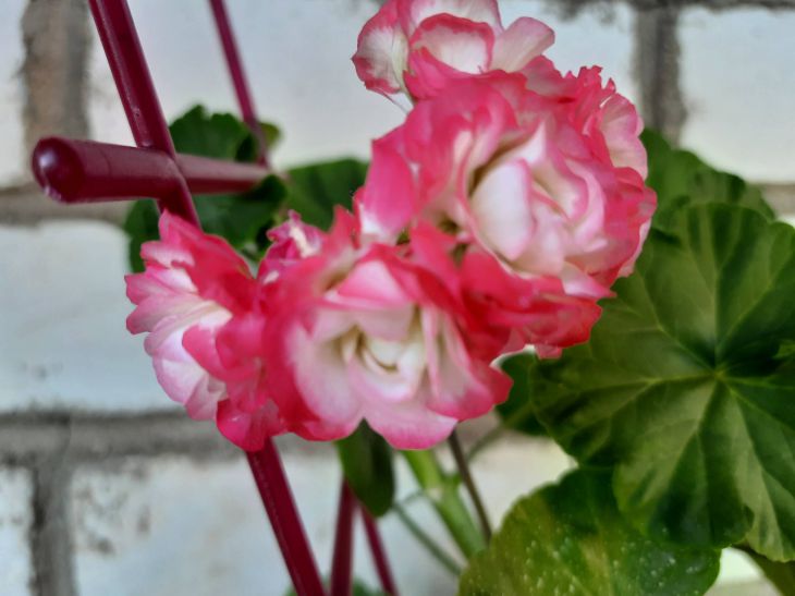 With this remedy, geranium will burst into new buds in December: the result after the first use Plant