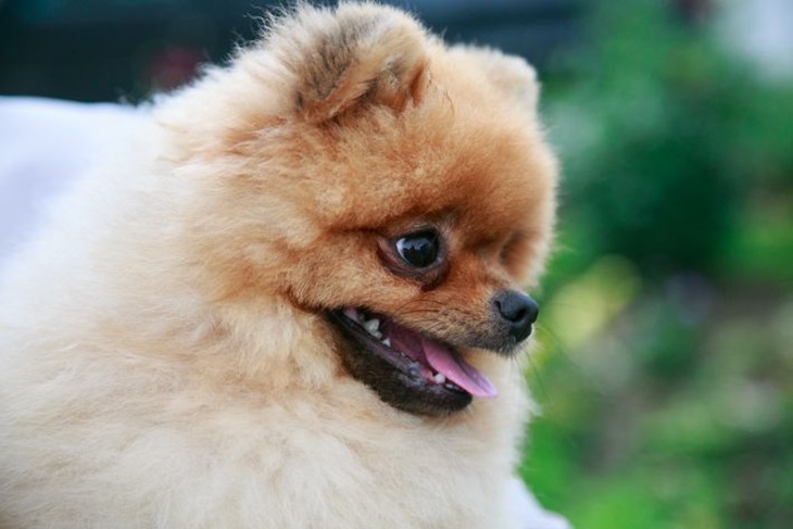 Top 5 Calm Dog Breeds That Won't Tire Out Their Owners Dog