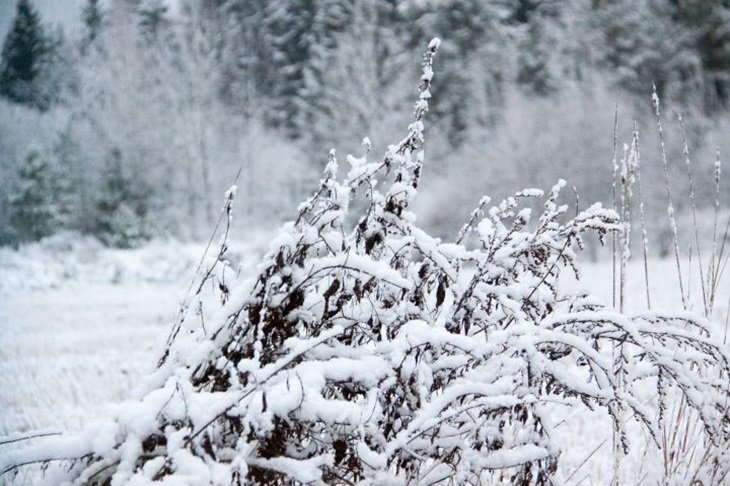 What holiday is today: December 5, 2024 - events and signs of Prokopiev's day Winter