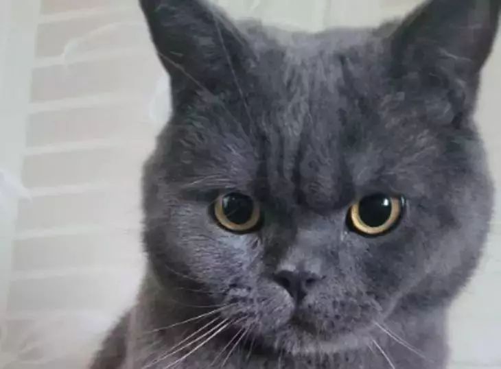 What does it mean when a cat's whiskers stick up: a bad sign or a feature cat