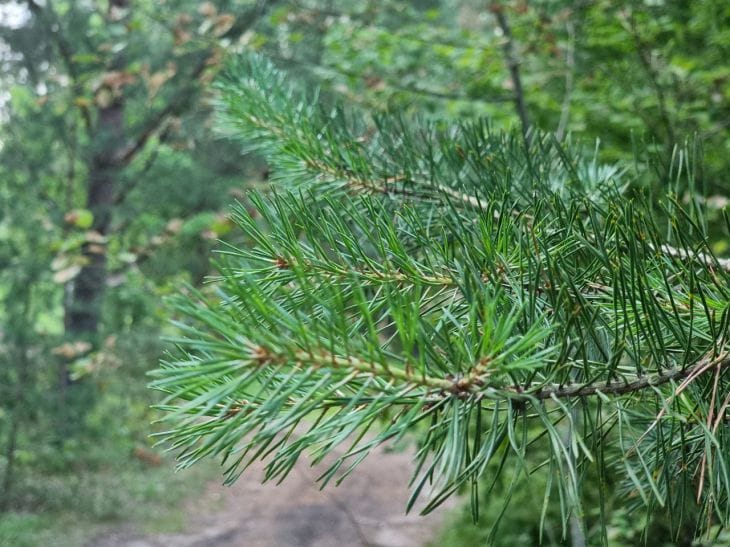 What to do if coniferous trees turn yellow: advice for summer residents pine