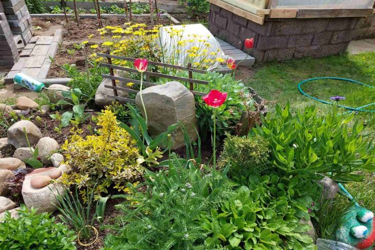 How to Use Hydrogen Peroxide in the Garden: Secrets Gardeners Don't Know Yet flowers