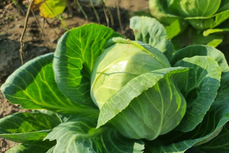 What is best to put in a hole when planting cabbage: a magical recipe for a bountiful harvest for real gardeners cabbage