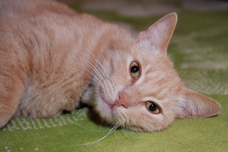 Why Cats Love to Sleep on Their Stomachs: The Magical World of Feline Tenderness and Trust cat