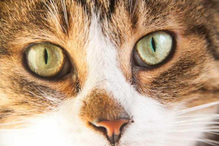 Why Do Cats Wag Their Butts Before Attacking: Hunting Tricks cat