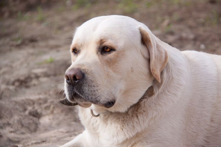 Kings of Dogs: Cynologist Names Three Best Breeds Labrador