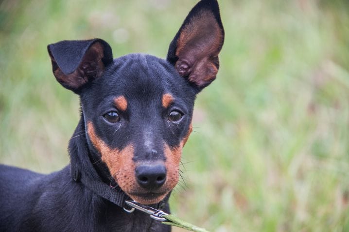 How to Properly Walk Small Dogs: 7 Things to Remember dog