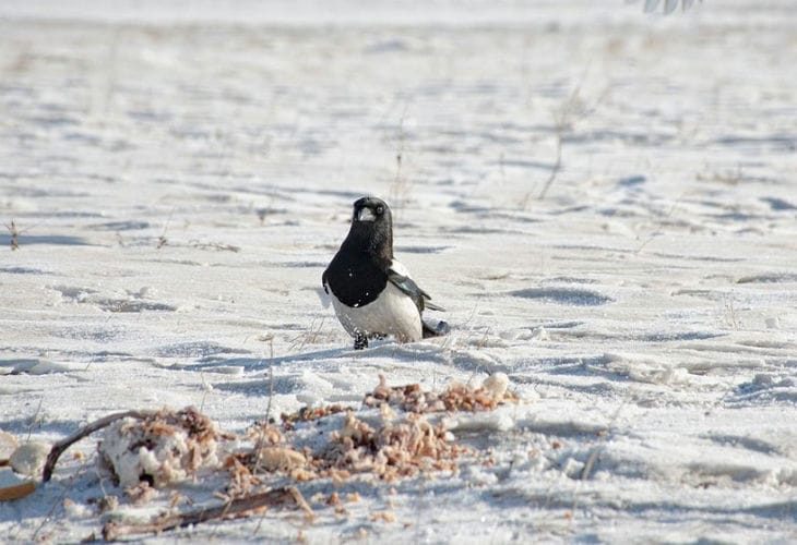 Folk omens for December 26, 2024: what do magpies jumping in the snow mean forty