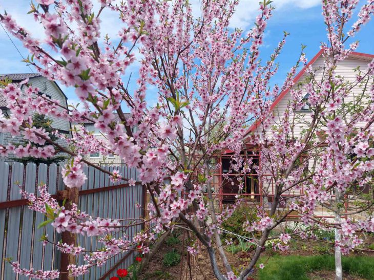6 Trees You Shouldn't Plant in Your Garden Tree