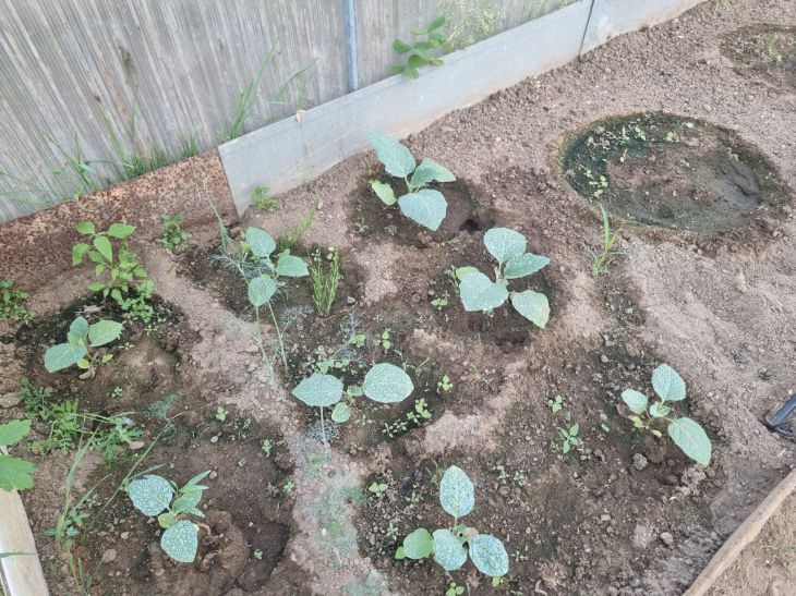 An effective means of protecting plants from pests: collect in winter to use in spring Plants