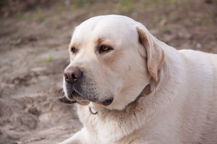 Top 3 Large Dog Breeds That Are Easier to Train Dog