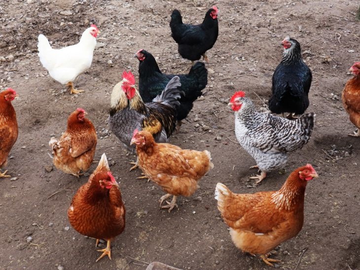 Even in winter you will enjoy scrambled eggs every day: the best breeds of laying hens Chickens