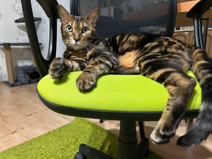 The connection between cats and their owners has become known Cat