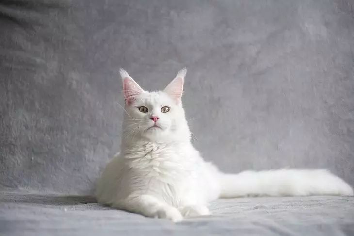 Is Maine Coon dangerous for humans: should you be afraid of this cat? cat