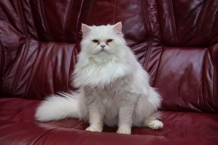 Can Cats Get Angry at Their Owners: What Pets Really Feel cat