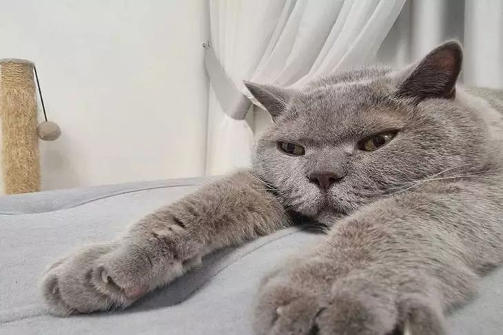 Why does a cat purr when it rubs its head against its owner? cat