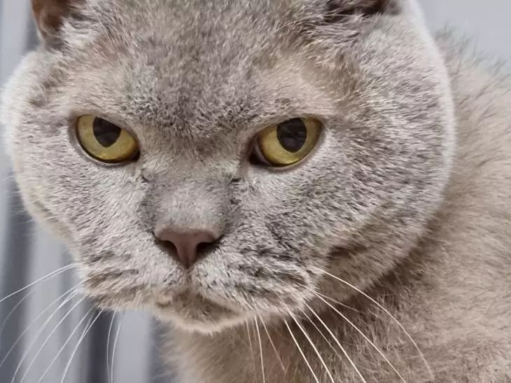 Why Cats Don't Like Car Riding Like Dogs: Find Out This Secret cat