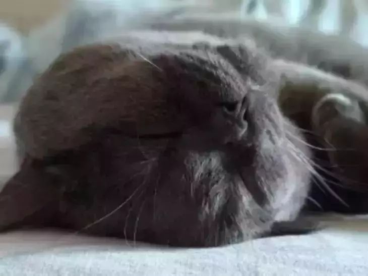 Why Cats Actually Like Being Scratched Behind the Ears: Here's What Everyone Should Know cat