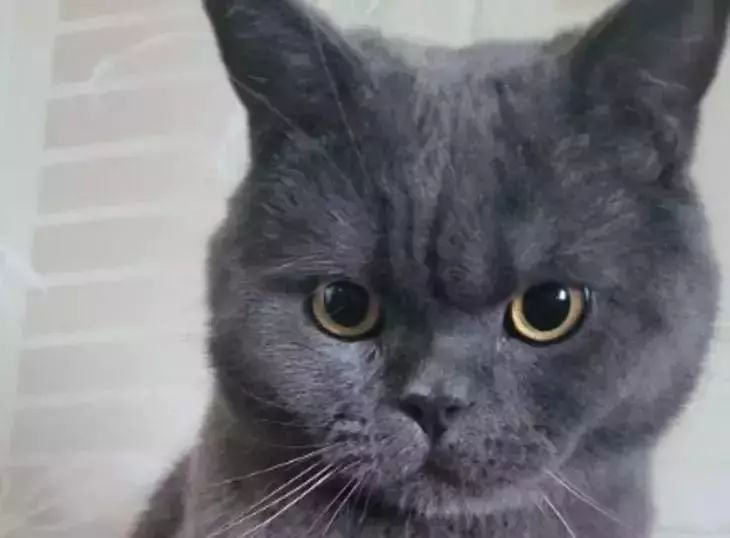 5 Clear Signs Your Cat Really Loves You cat