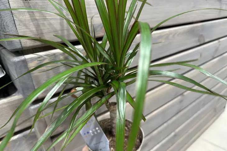 Can Sugar and Water Make Plants Grow: Unexpected Results flower