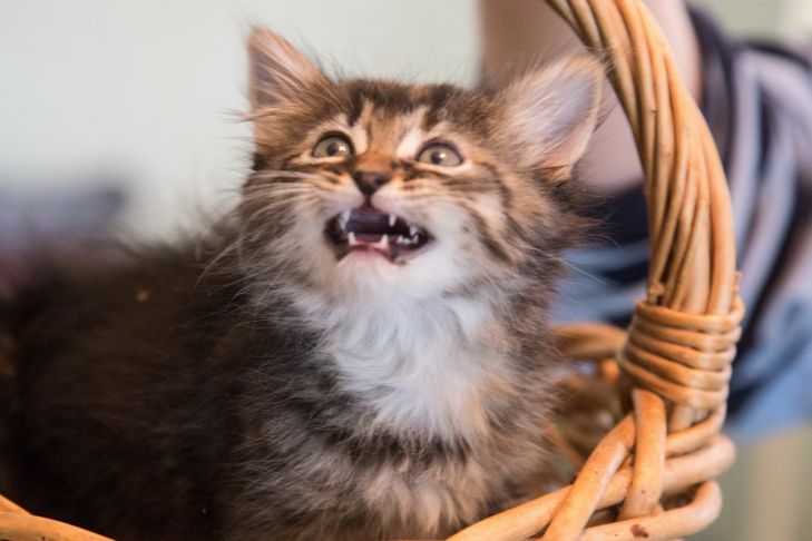 What to do if your cat has a broken tooth cat
