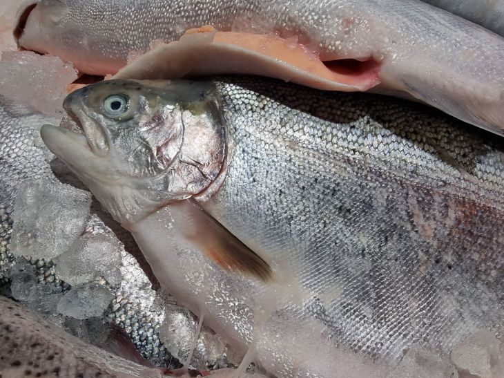 It will take only 10 minutes: a simple way to salt salmon at home salmon