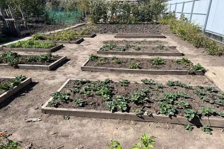 Can You Use Grass Clippings As Mulch For Vegetables: Is It Safe? garden