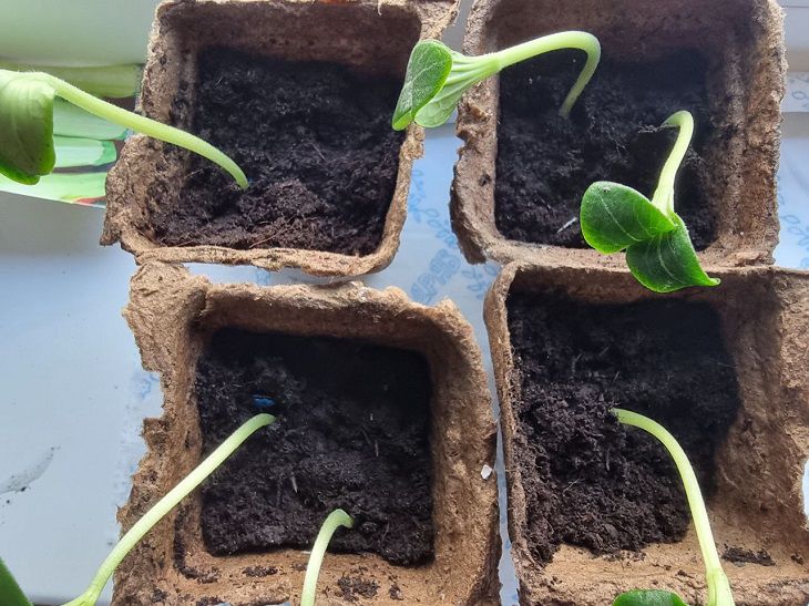 What flowers to sow in January: a checklist for summer residents and gardeners seedling
