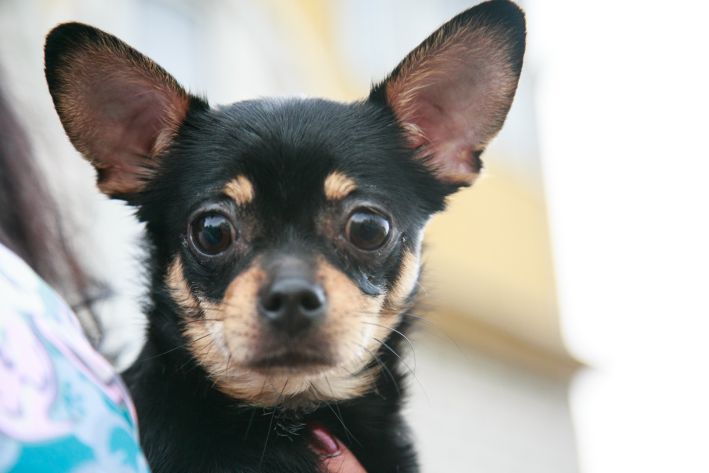 Are Dogs Capable of Deception: You Probably Didn't Suspect dog