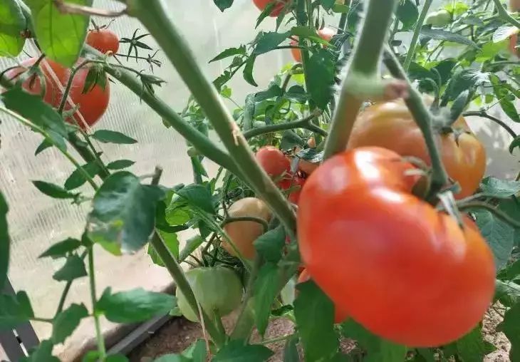 Is it possible to plant tomatoes and peppers next to each other: a good idea or an unforgivable mistake tomatoes