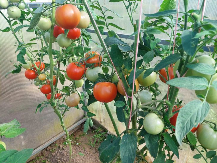 Which tomato stepchildren should not be removed: you will deprive yourself of the harvest tomatoes