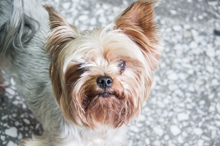 No Shedding or Smell: 5 Suitable Dog Breeds for the Most Demanding Owners York