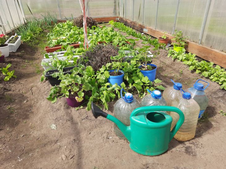 Top 5 Crops to Plant in March for an Early Harvest Greenhouse