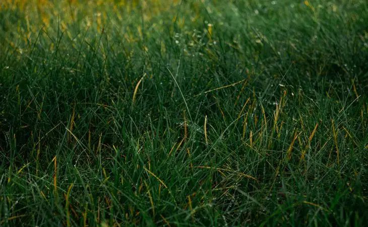 Will trampled grass grow again: what happens to plants grass