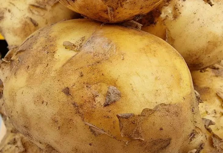 Forgotten Technique That Will Make You the King of Potato Fields: Three Times More Yields Without Fertilizers potato