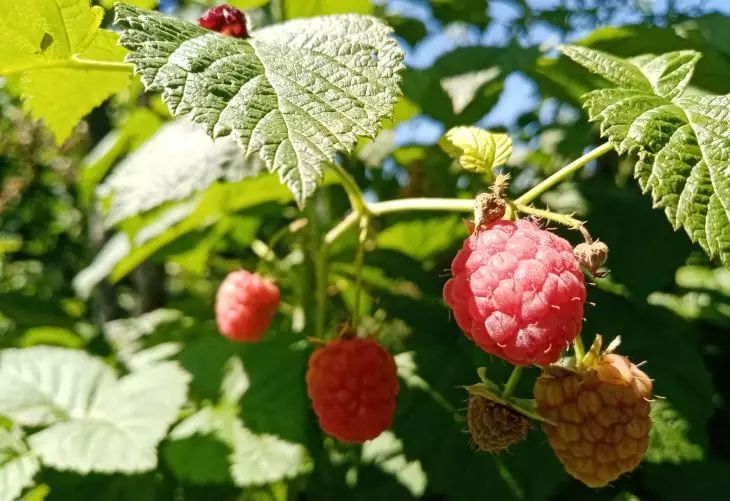 Why Raspberries Freeze in Winter: These 3 Actions Are to Blame raspberry